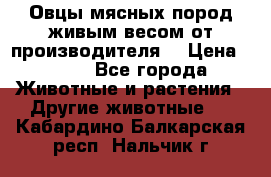 Овцы мясных пород живым весом от производителя. › Цена ­ 110 - Все города Животные и растения » Другие животные   . Кабардино-Балкарская респ.,Нальчик г.